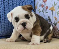 Buddy, a male English Bulldog for sale in Shippensburg, PA – Photo 1 of 5