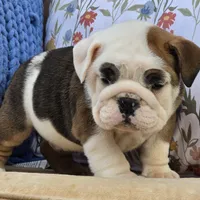 Buddy, a male English Bulldog for sale in Shippensburg, PA – Photo 5 of 5