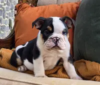 Max, a male English Bulldog for sale in Shippensburg, PA – Photo 1 of 4