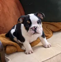 Max, a male English Bulldog for sale in Shippensburg, PA – Photo 4 of 4