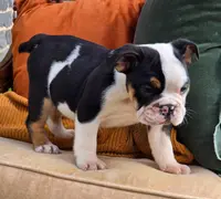 Max, a male English Bulldog for sale in Shippensburg, PA – Photo 2 of 4