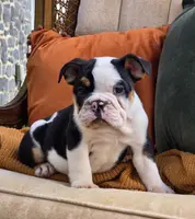 Max, a male English Bulldog for sale in Shippensburg, PA – Photo 3 of 4