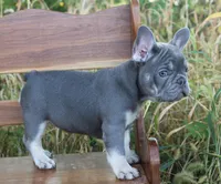 Lulu, a female French Bulldog for sale in Shippensburg, PA – Photo 2 of 4