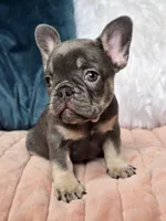 Lulu, a female French Bulldog for sale in Shippensburg, PA – Photo 3 of 4