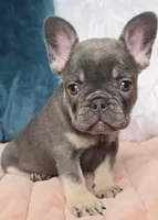 Lulu, a female French Bulldog for sale in Shippensburg, PA – Photo 4 of 4