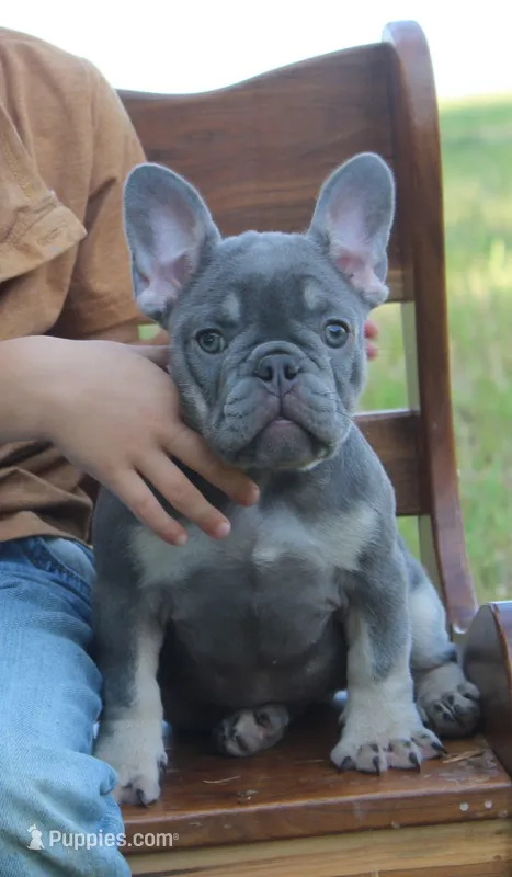 Lulu, a female French Bulldog for sale in Shippensburg, PA – Photo 1 of 4