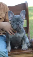 Lulu, a female French Bulldog for sale in Shippensburg, PA – Photo 1 of 4
