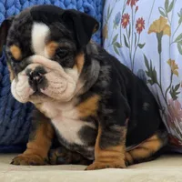 Bubbs, a male English Bulldog for sale in Shippensburg, PA – Photo 3 of 4