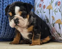 Bubbs, a male English Bulldog for sale in Shippensburg, PA – Photo 3 of 4