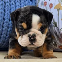 Bubbs, a male English Bulldog for sale in Shippensburg, PA – Photo 1 of 4