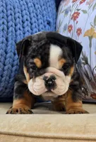 Bubbs, a male English Bulldog for sale in Shippensburg, PA – Photo 1 of 4