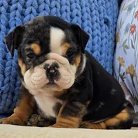Bubbs, a male English Bulldog for sale in Shippensburg, PA – Photo 4 of 4