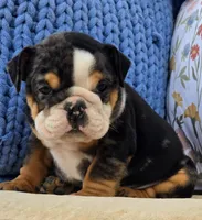 Bubbs, a male English Bulldog for sale in Shippensburg, PA – Photo 4 of 4