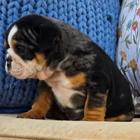 Bubbs, a male English Bulldog for sale in Shippensburg, PA – Photo 2 of 4