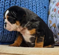 Bubbs, a male English Bulldog for sale in Shippensburg, PA – Photo 2 of 4