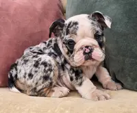 Apollo, a male English Bulldog for sale in Shippensburg, PA – Photo 6 of 6