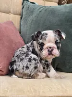 Apollo, a male English Bulldog for sale in Shippensburg, PA – Photo 1 of 6