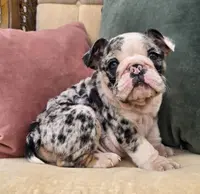 Apollo, a male English Bulldog for sale in Shippensburg, PA – Photo 5 of 6