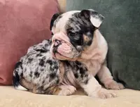 Apollo, a male English Bulldog for sale in Shippensburg, PA – Photo 2 of 6