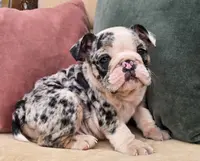 Apollo, a male English Bulldog for sale in Shippensburg, PA – Photo 4 of 6