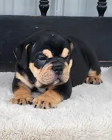 Herman, a male English Bulldog for sale in Shippensburg, PA – Photo 5 of 6