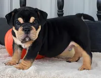 Herman, a male English Bulldog for sale in Shippensburg, PA – Photo 2 of 6