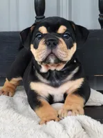 Herman, a male English Bulldog for sale in Shippensburg, PA – Photo 3 of 6