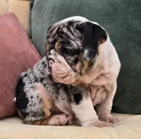 Cotton Candy, a female English Bulldog for sale in Shippensburg, PA – Photo 6 of 6