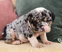 Cotton Candy, a female English Bulldog for sale in Shippensburg, PA – Photo 3 of 6