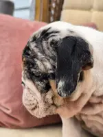 Cotton Candy, a female English Bulldog for sale in Shippensburg, PA – Photo 5 of 6