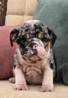 Cotton Candy, a female English Bulldog for sale in Shippensburg, PA – Photo 2 of 6