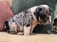 Cotton Candy, a female English Bulldog for sale in Shippensburg, PA – Photo 4 of 6