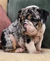 Cotton Candy, a female English Bulldog for sale in Shippensburg, PA – Photo 1 of 6