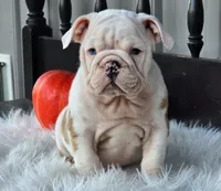 Ace, a male English Bulldog for sale in Shippensburg, PA – Photo 1 of 6