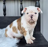 Ace, a male English Bulldog for sale in Shippensburg, PA – Photo 3 of 6