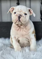 Ace, a male English Bulldog for sale in Shippensburg, PA – Photo 4 of 6