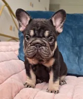 Puddin, a female French Bulldog for sale in Shippensburg, PA – Photo 2 of 7