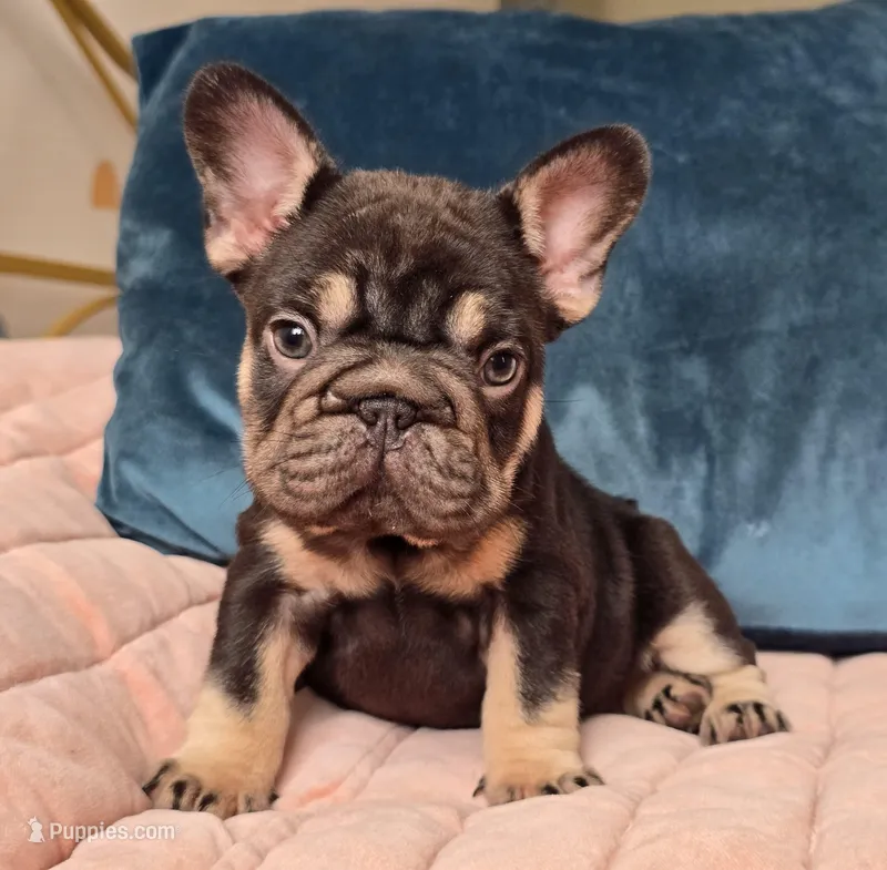 Puddin, a female French Bulldog for sale in Shippensburg, PA – Photo 1 of 7