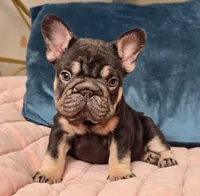 Puddin, a female French Bulldog for sale in Shippensburg, PA – Photo 1 of 7