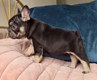 Puddin, a female French Bulldog for sale in Shippensburg, PA – Photo 3 of 7