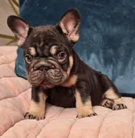 Puddin, a female French Bulldog for sale in Shippensburg, PA – Photo 5 of 7