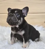 Puddin, a female French Bulldog for sale in Shippensburg, PA – Photo 6 of 7