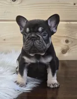 Puddin, a female French Bulldog for sale in Shippensburg, PA – Photo 4 of 7