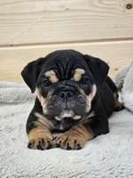 Bolt, a male English Bulldog for sale in Shippensburg, PA – Photo 3 of 8