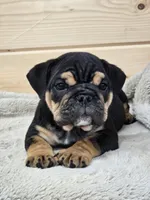 Bolt, a male English Bulldog for sale in Shippensburg, PA – Photo 6 of 8