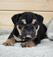 Bolt, a male English Bulldog for sale in Shippensburg, PA – Photo 4 of 8