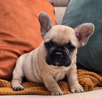 Puffin, a female French Bulldog for sale in Shippensburg, PA – Photo 1 of 3