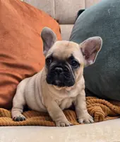 Puffin, a female French Bulldog for sale in Shippensburg, PA – Photo 3 of 3