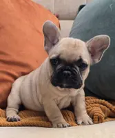 Puffin, a female French Bulldog for sale in Shippensburg, PA – Photo 2 of 3