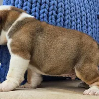 Bulldozer, a male English Bulldog for sale in Shippensburg, PA – Photo 6 of 7